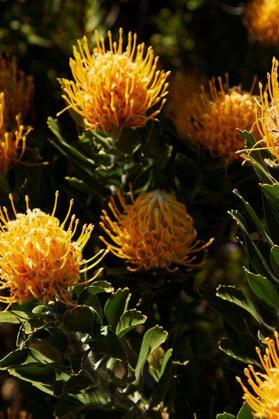 Pincushion proteas in flower in Cape fynbos